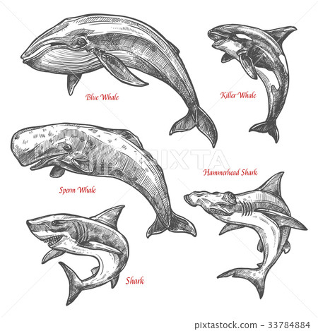How to Draw a Whale - Cute and Cheeky Cartoon Style