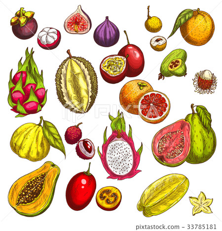 Vector sketch icons of tropical exotic fruits 33785181