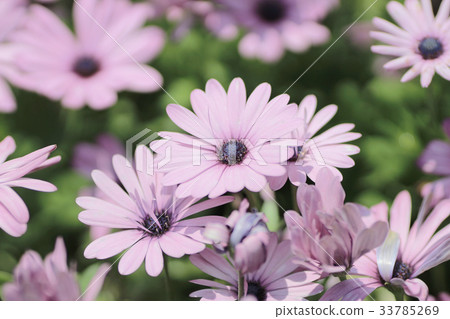 osteospermum 33785269