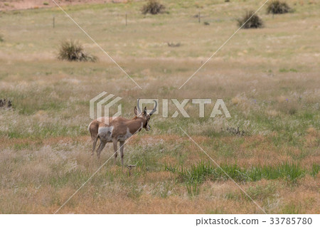 Pronghorn Antelope Buck Pronghorn Antelope Buck 33785780