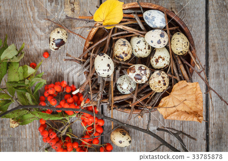 quail eggs in the nest 33785878