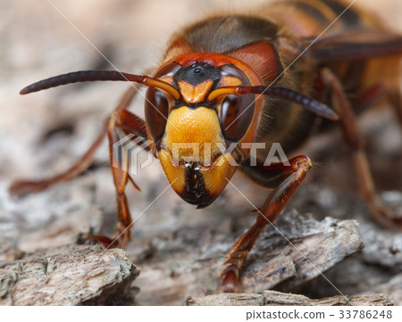 Hornet en face 33786248