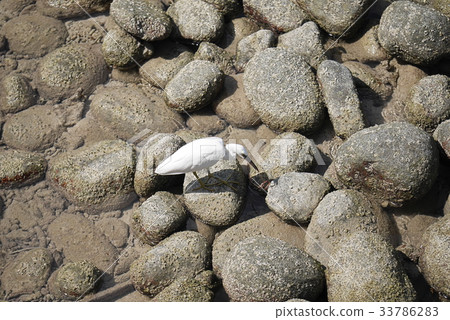 A White bird is walking on rocks having lichen 33786283