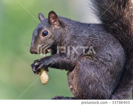 Picture with a funny black squirrel eating nuts 33786403