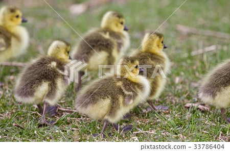 Funny chicks of Canada geese going somewhere 33786404
