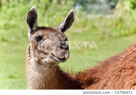 Isolated image of a llama looking at camera 33786451