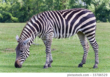 Isolated photo of a zebra eating the grass 33786529