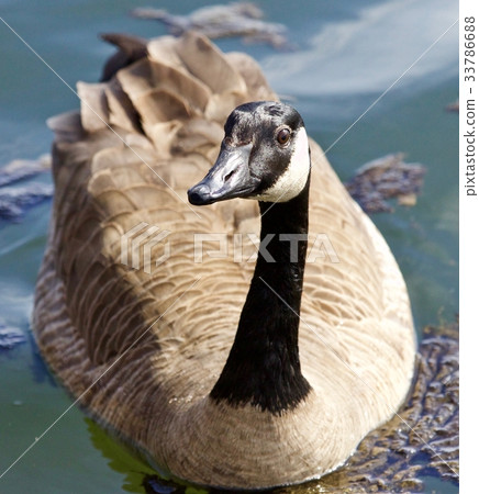 Image of a funny wild Canada goose in lake 33786688