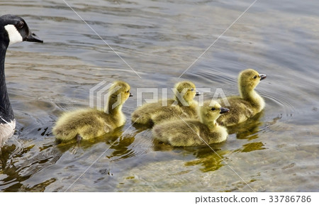 Photo of a family of Canada geese swimming 33786786