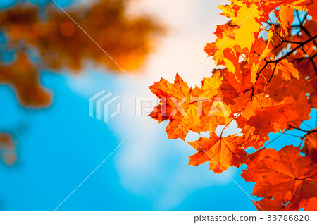 autumn leaves, very shallow focus autumn leaves, very shallow focus 33786820