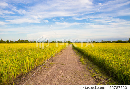 Rice field with blue sky 33787530