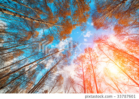 Majestic birch tree with a cloudy sky 33787601