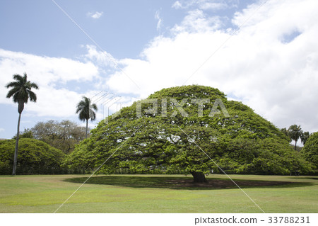 Monkey Pod Tree 33788231