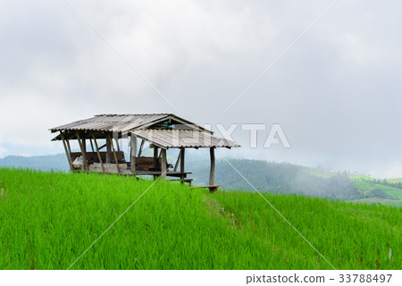 view of green rice fields terrace mountain view of green rice fields terrace mountain 33788497