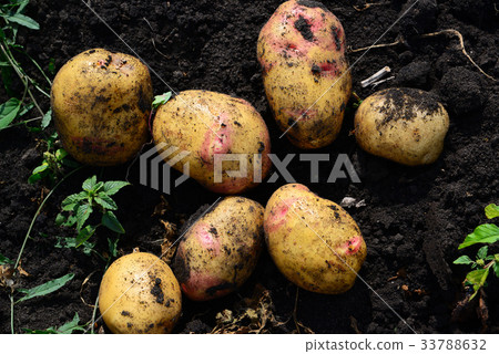 Potatoes of early varieties lie on ground Potatoes of early varieties lie on ground 33788632