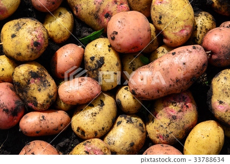Background of potatoes of different varieties Background of potatoes of different varieties 33788634