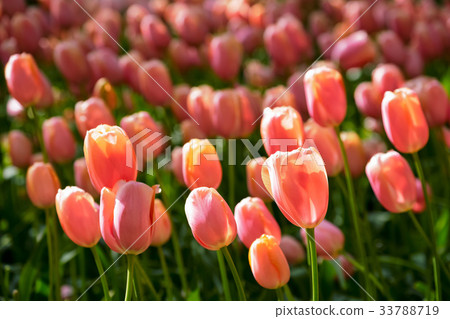 Blooming tulips flowerbed in Keukenhof flower Blooming tulips flowerbed in Keukenhof flower 33788719