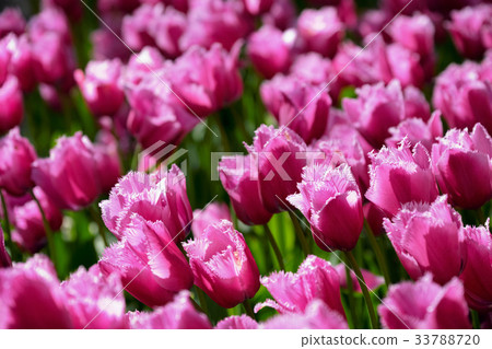 Blooming tulips flowerbed in Keukenhof flower 33788720