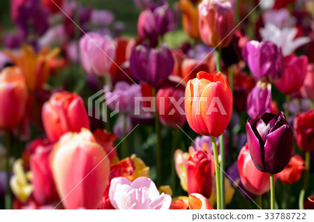Blooming tulips flowerbed in Keukenhof flower Blooming tulips flowerbed in Keukenhof flower 33788722