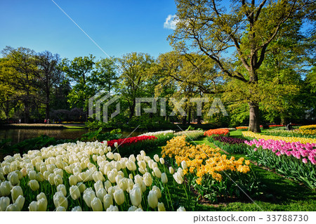 圖庫照片: blooming tulips flowerbeds in keukenhof flower