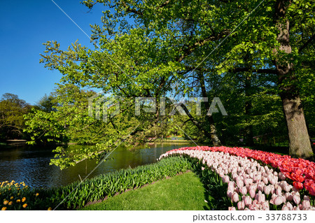 圖庫照片: blooming tulips flowerbeds in keukenhof flower