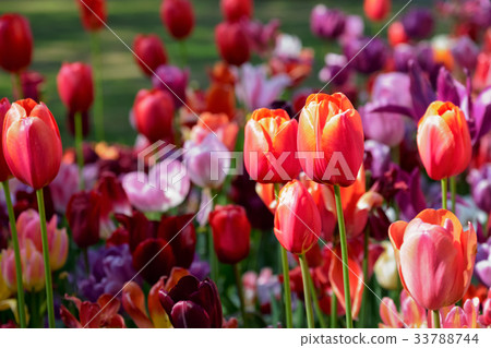 Blooming tulips flowerbed in Keukenhof flower Blooming tulips flowerbed in Keukenhof flower 33788744