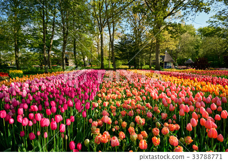 Blooming tulips flowerbed in Keukenhof flower Blooming tulips flowerbed in Keukenhof flower 33788771