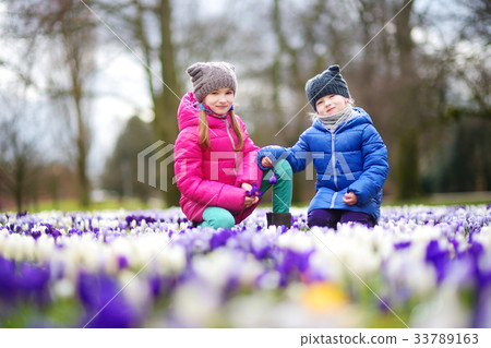 Two little sisters picking crocus flowers on beautiful blooming crocus meadow 33789163