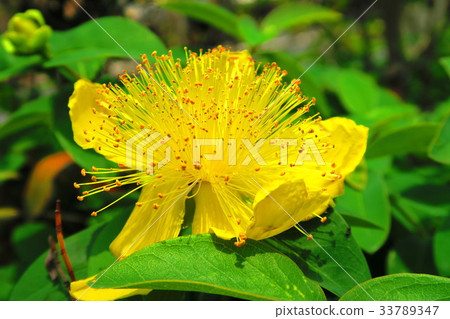 Hiperam · Kalisinam flower 33789347