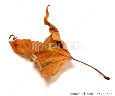Autumn dry maple leaf Autumn dry maple leaf 33789388