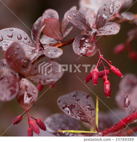 Wet twigs of red barberry  33789389