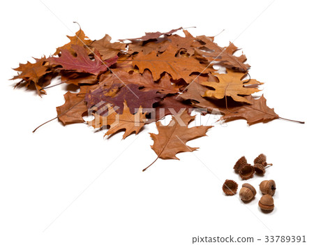 Autumnal brown dry leafs of oak and acorns 33789391