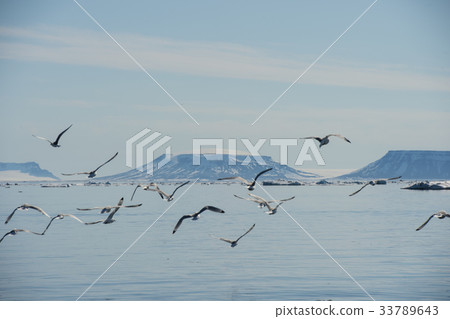 Black-legged Kittiwake flying Black-legged Kittiwake flying 33789643