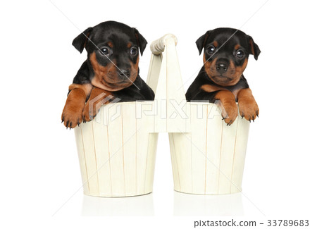 Miniature Pinscher puppies in garden pots 33789683