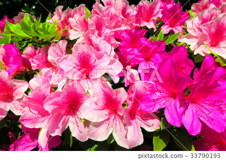 杜鵑花的花 杜鵑花的花 33790193