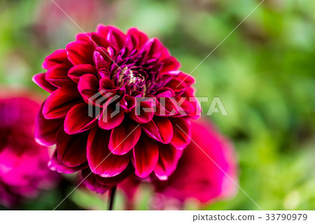 Dahlia variety (Samantha) 33790979