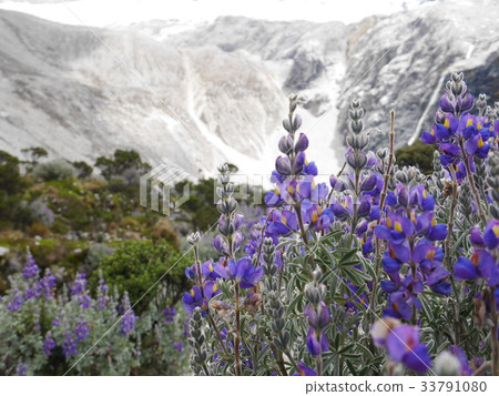 開花在多雪的山的淡紫色 開花在多雪的山的淡紫色 33791080