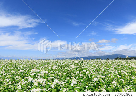 Nagano_Autumn Sunny Soba Field 33792862