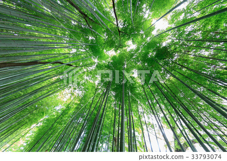 Minuma Tsuinbune公園Minuma米領域的竹樹叢 33793074