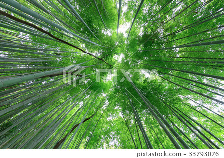 Minuma Tsuinbune公園Minuma米領域的竹樹叢 33793076