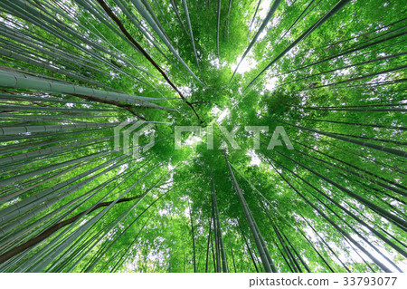 Minuma Tsuinbune公園Minuma米領域的竹樹叢 33793077