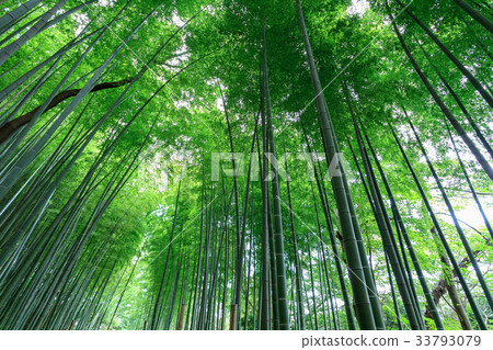 Minuma Tsuinbune公園Minuma米領域的竹樹叢 33793079