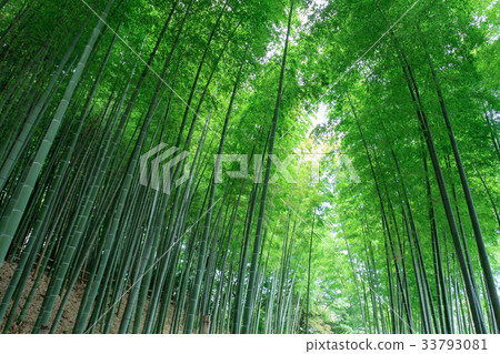 Minuma Tsuinbune公園Minuma米領域的竹樹叢 33793081