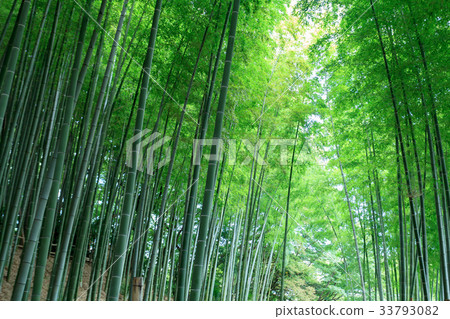 Minuma Tsuinbune公園Minuma米領域的竹樹叢 33793082