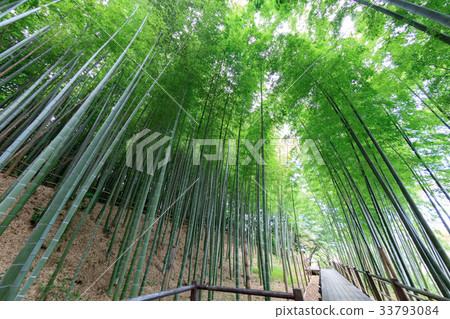 Minuma Tsuinbune公園Minuma米領域的竹樹叢 33793084