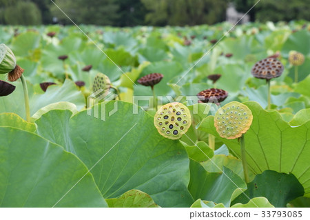 Ueno Shinobazu Pond lotus 33793085