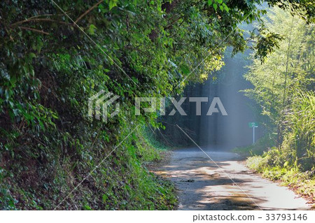 Forest in Hsinchu, Taiwan Forest in Hsinchu, Taiwan 33793146