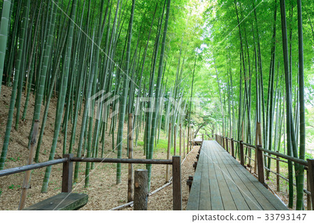 Bamboo grove in the Minuma Tsuinbune Park Minuma rice field 33793147
