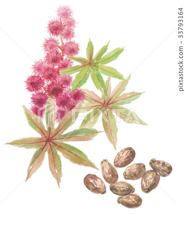 Togoma Tang sesame 33793164