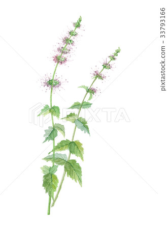 薄荷低負荷 薄荷低負荷 33793166